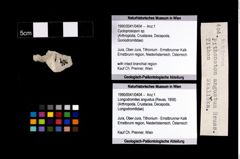 Foto (Objekt + Etikett) von Cycloprosopon sp.  (NHMW-GEO-1990-0041-0404)